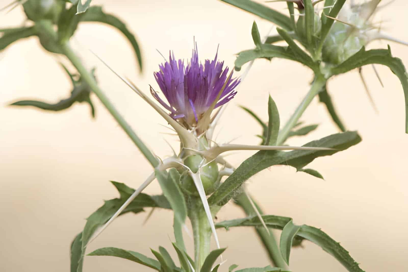 centaurea calcitrapa red star thistle spiky purple pink flowers