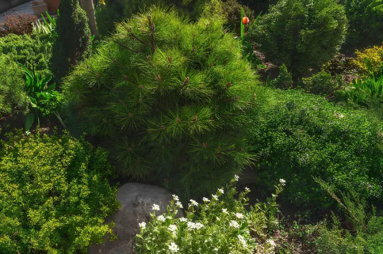 dwarf mountain pine in the garden