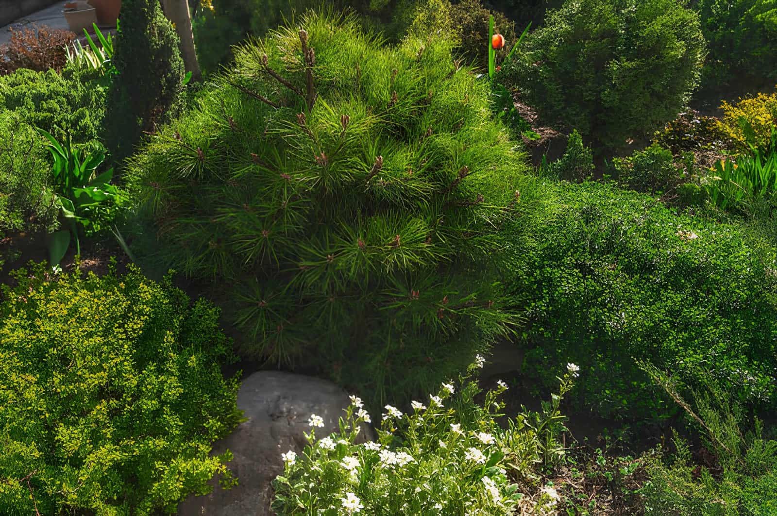 dwarf mountain pine in the garden