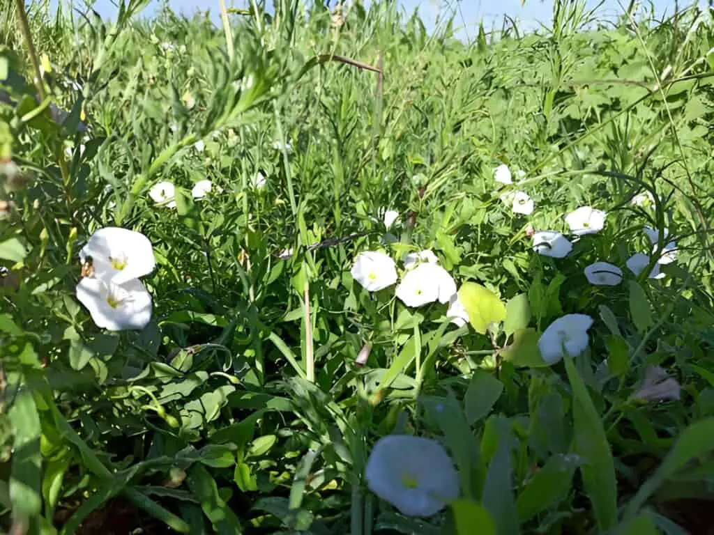 field bindweed