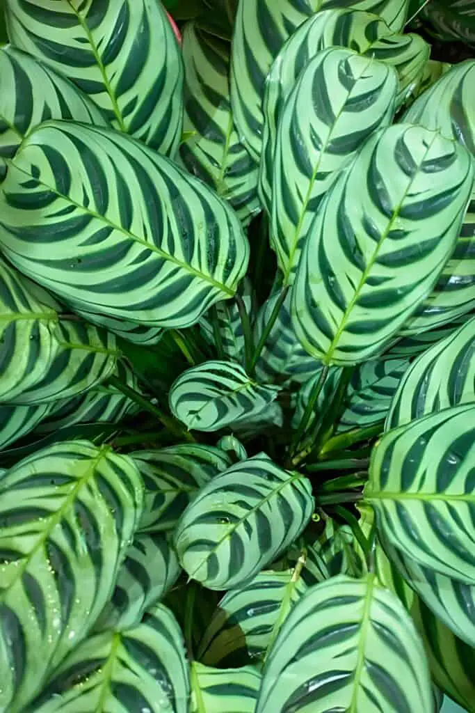 green foliage an indoor calathea zebrina plant