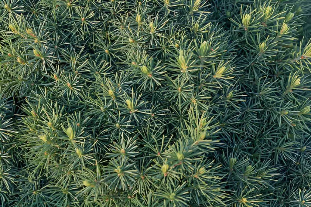dwarf black spruce branches the background