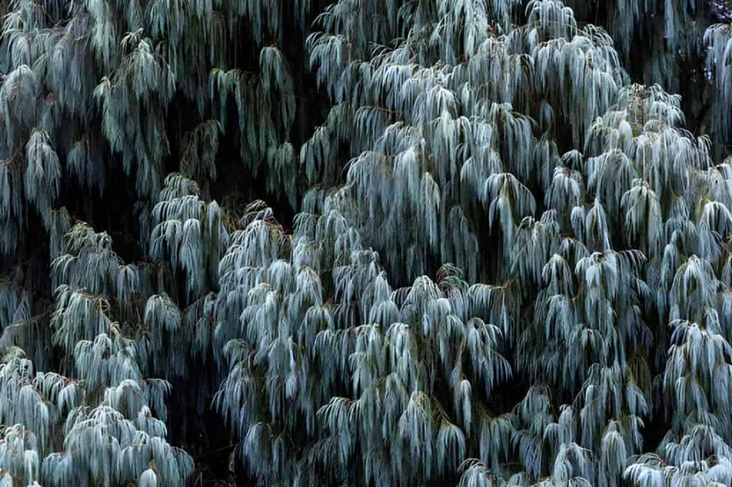 kashmir cypress needles in the winter season