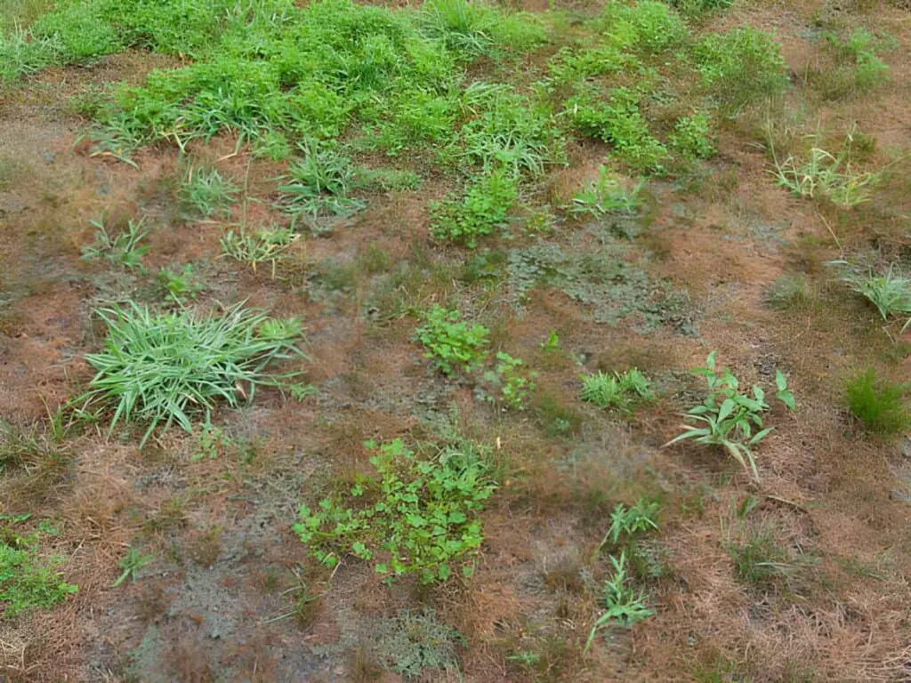 lawn with crab grass and clover weeds