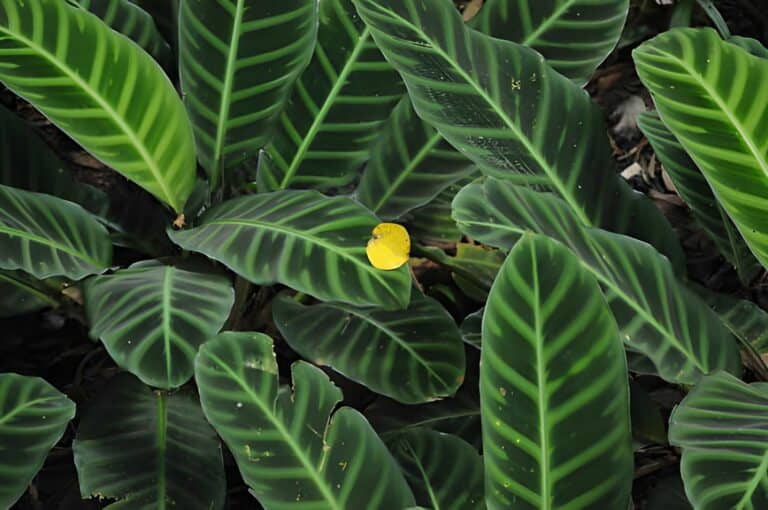 leaf green calathea