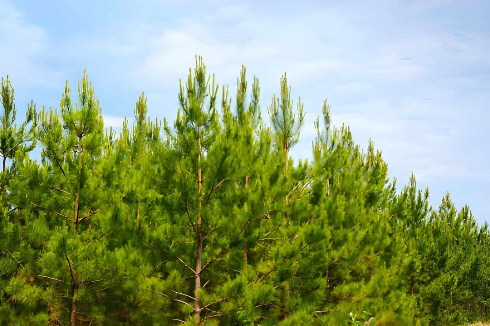 loblolly pines