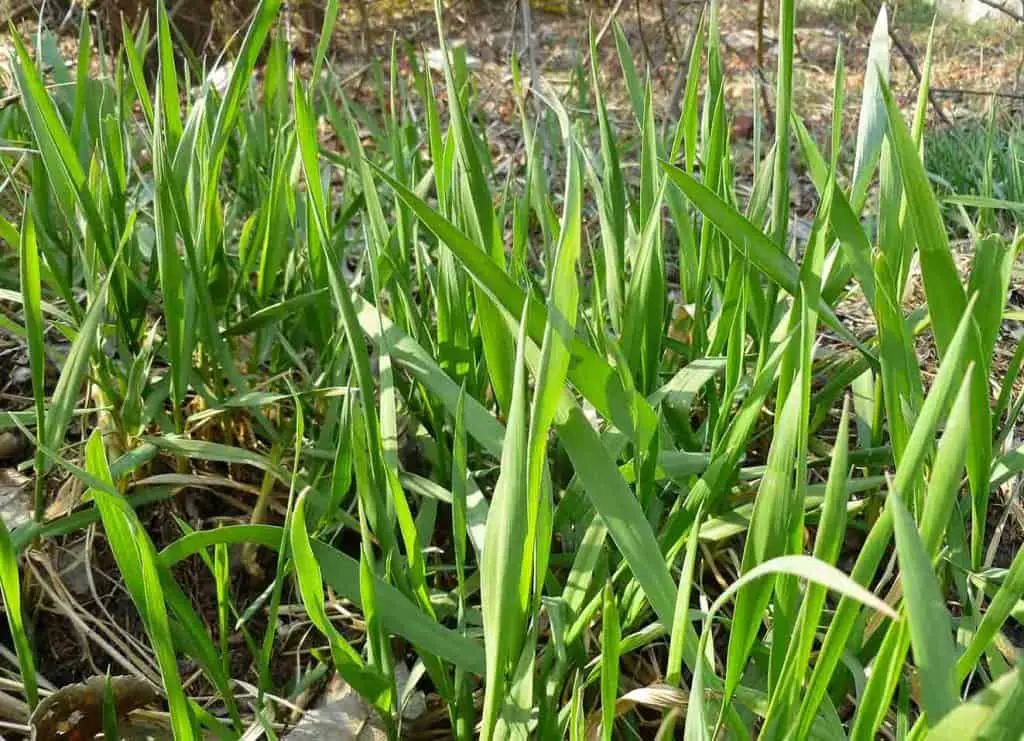 quackgrass infestations