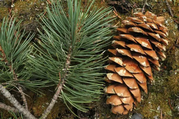 species pinus flexilis on the ground