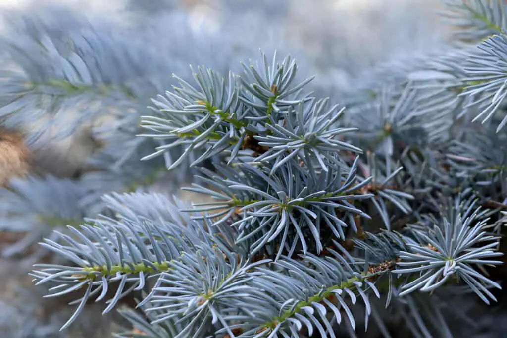 sprig of blue canadian spruce
