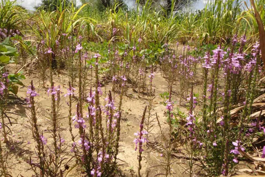 striga witchweed hermonthica