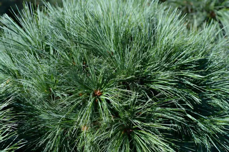 white pine radiata strobus