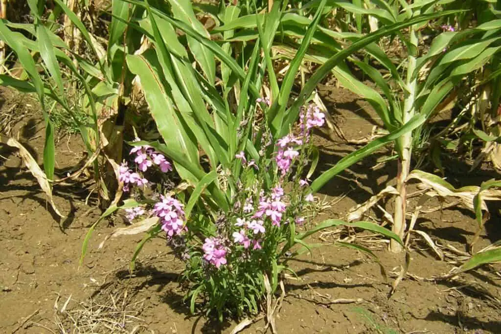 witchweed on plantation