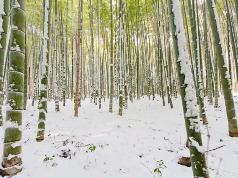 Bamboo Varieties adapt to Cold Temperature