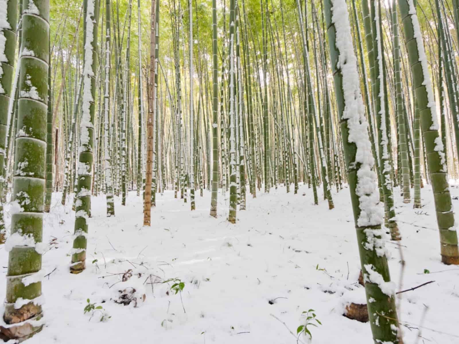 Bamboo Varieties adapt to Cold Temperature