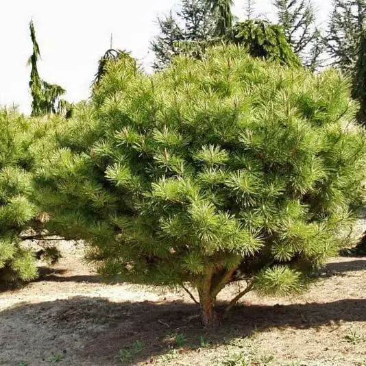 Japanese Red Pine