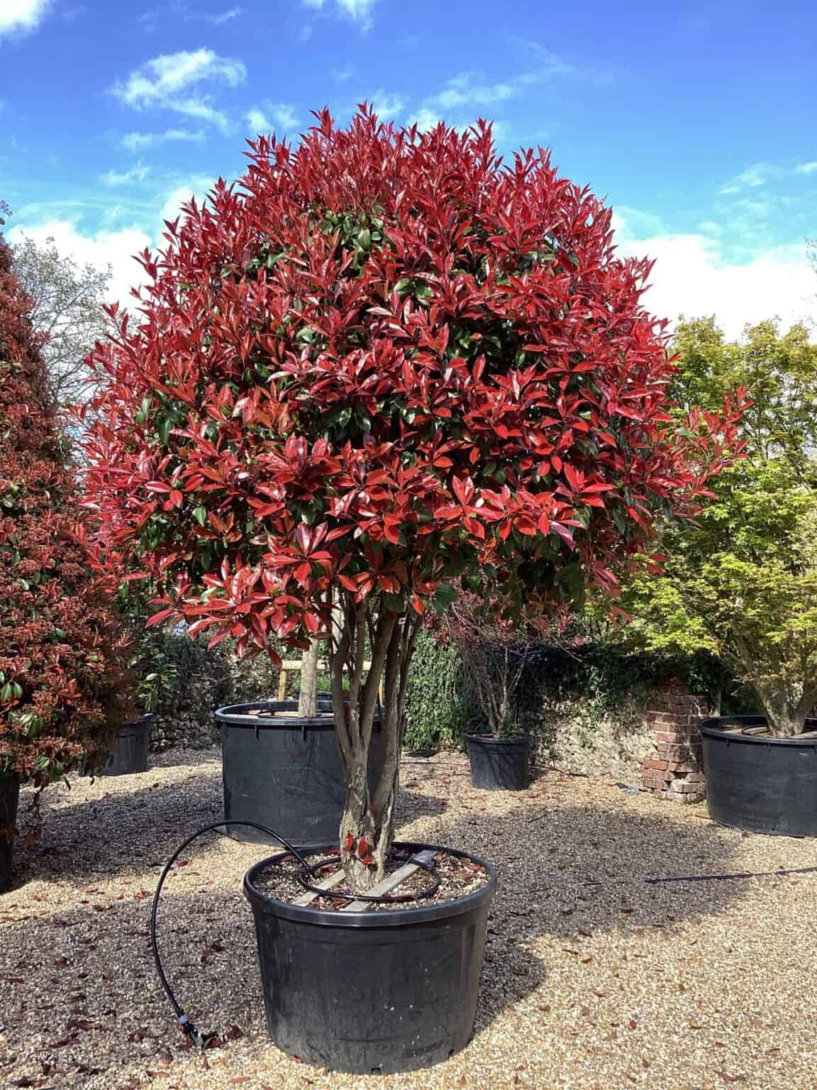 Roxin Tree How I Brought My Red Robin Tree Back from the Brink (And How You Can ...