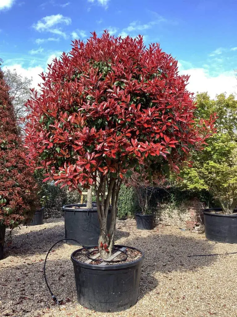 Photinia Red Robin Berry Tree