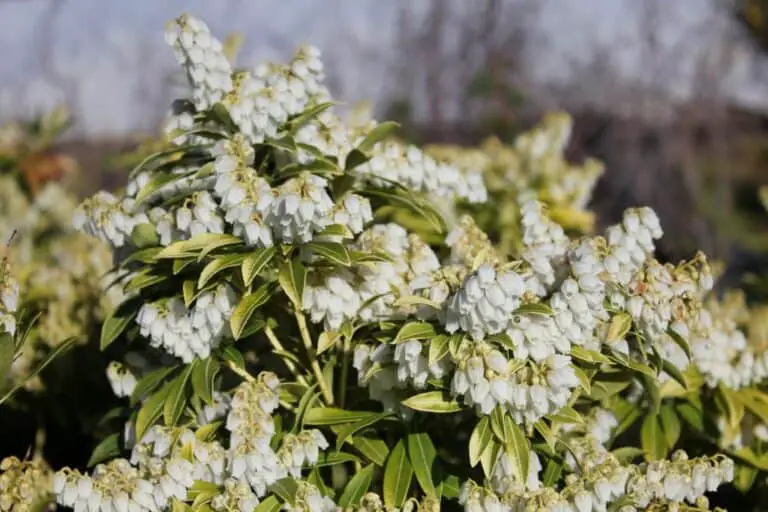 Pieris Japaonica