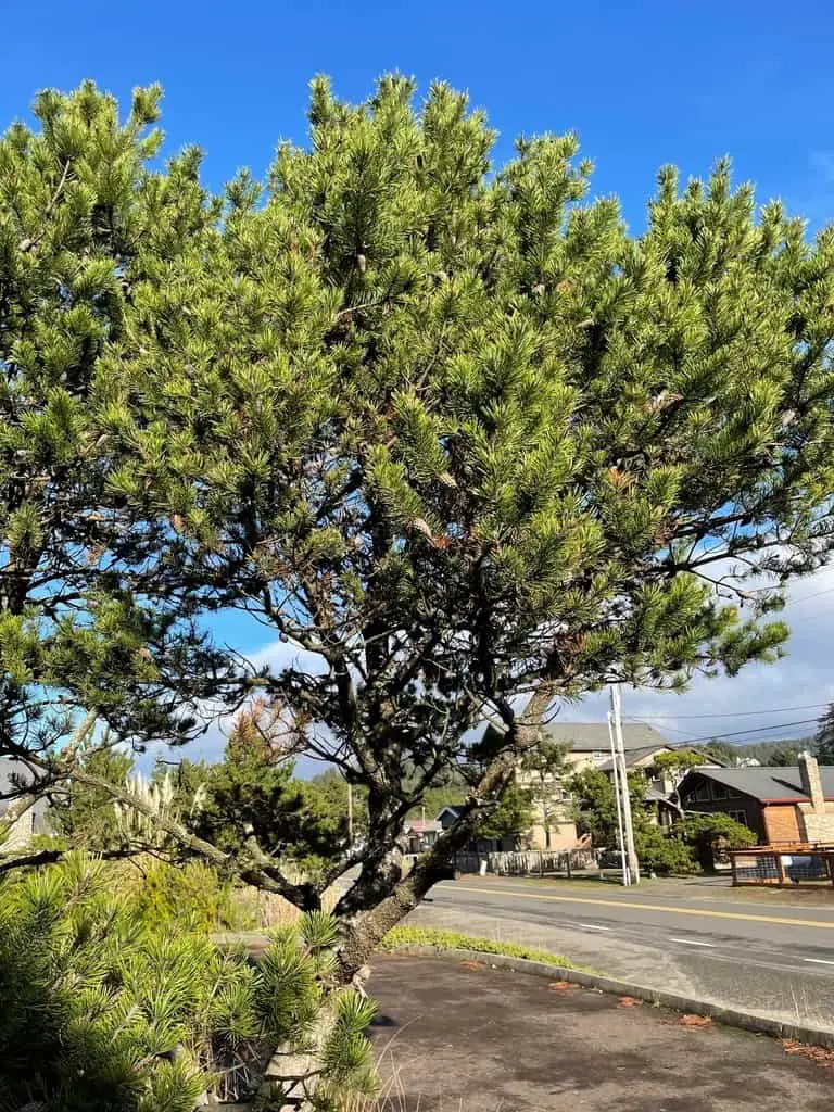 Pinus contorta contorta