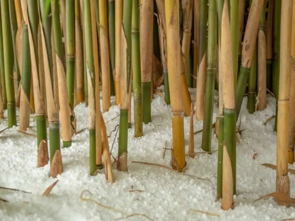 Protecting Bamboo From Freeze