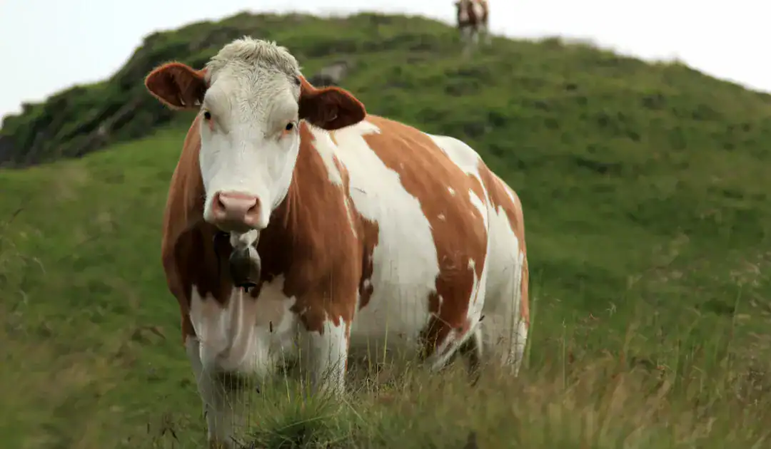 austrian cow big size