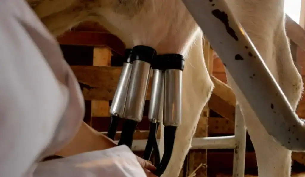 auto milker machines