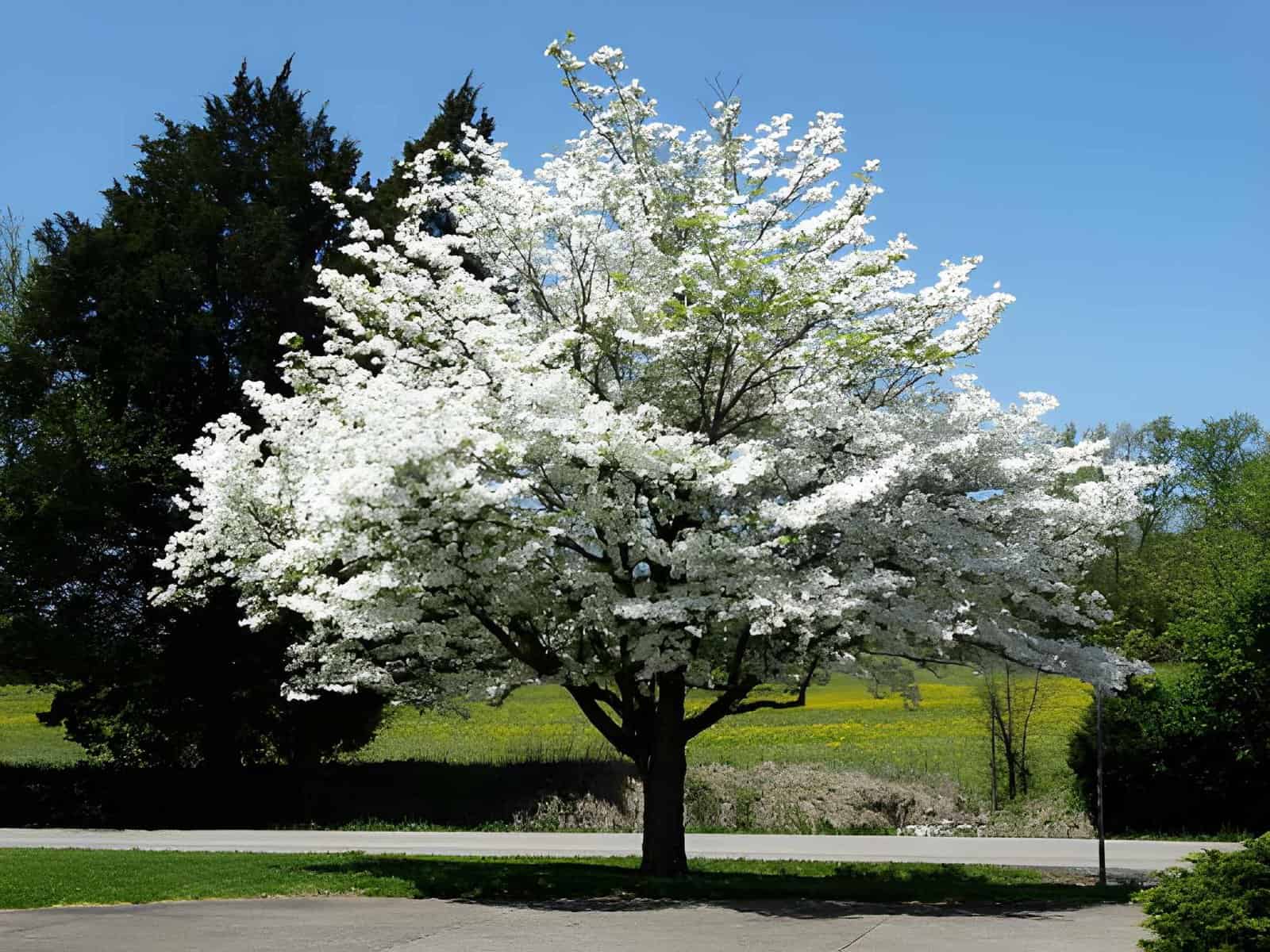 beautiful dogwood tree