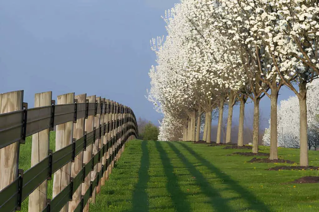 blooming dogwood trees and fence