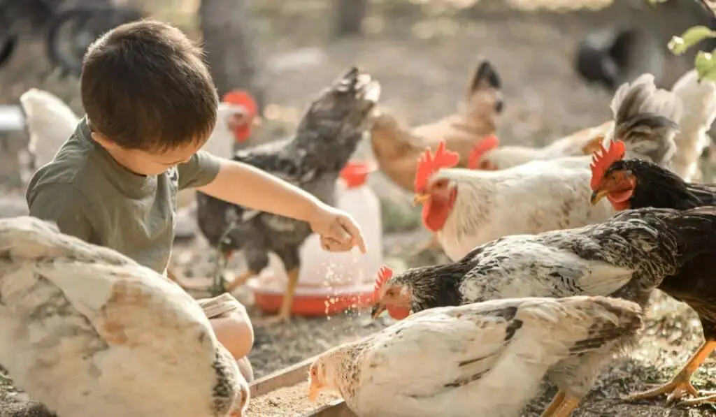 boy feeding chickens