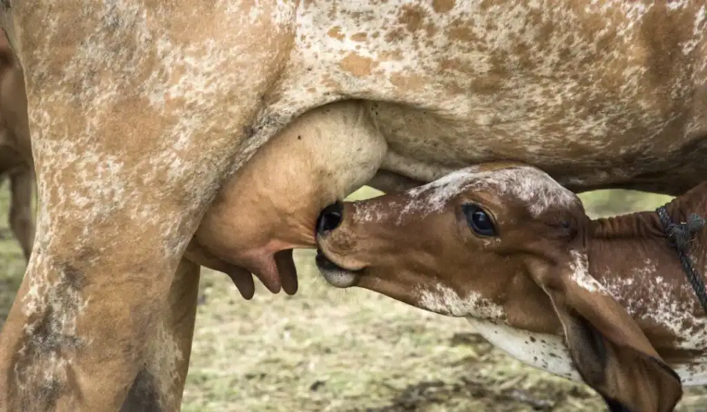 calf suckling drinking milk