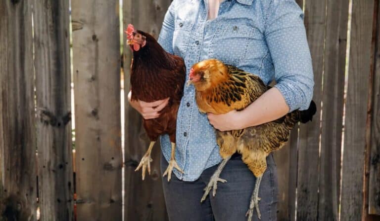 carrying chickens both hands