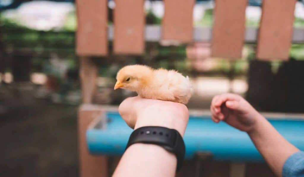chick sitting on hand