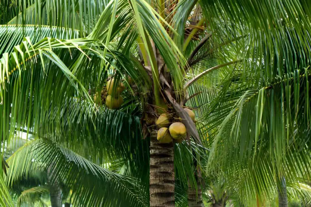 coconut tree leaves