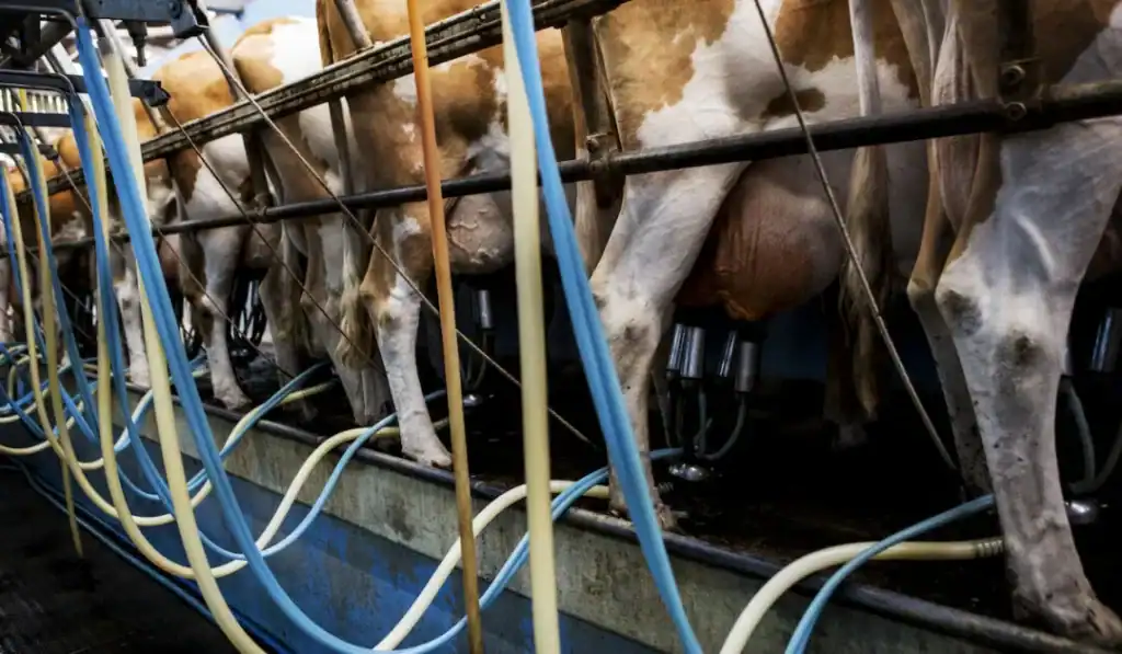 cow dairy milking factory