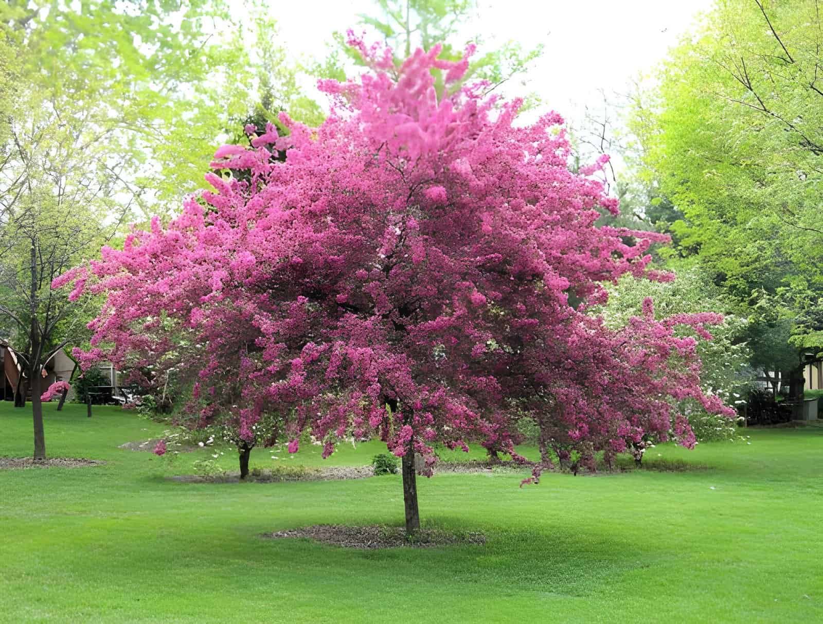 crabapple trees garden