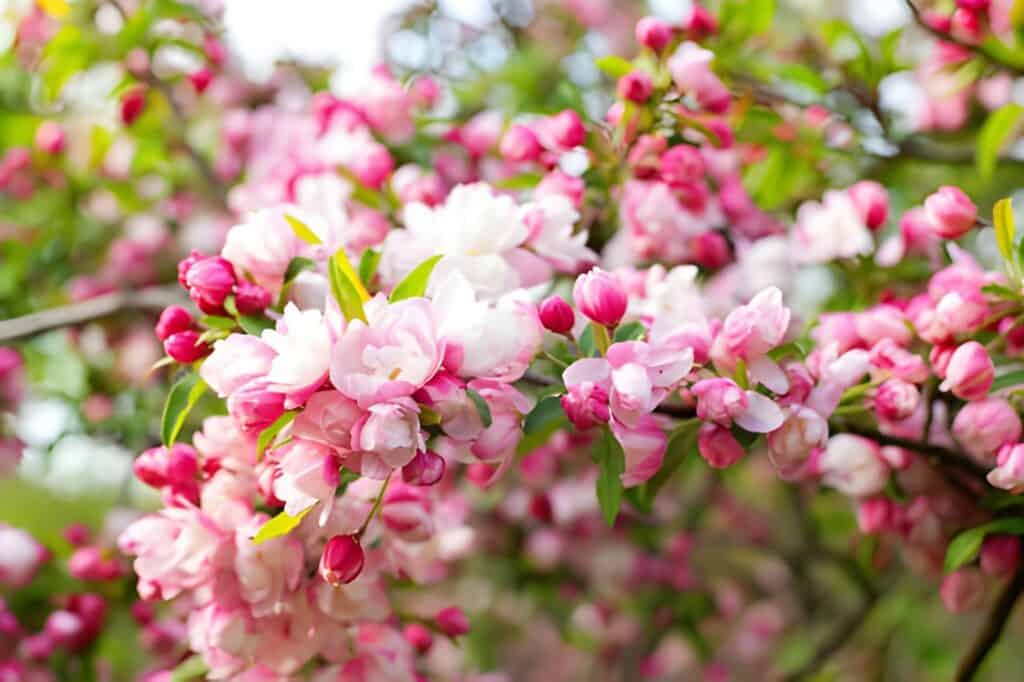 crabapple tree
