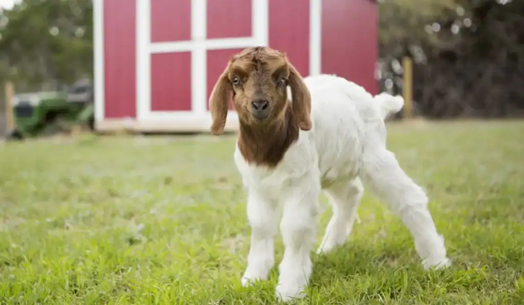 cute goat kid looking at you