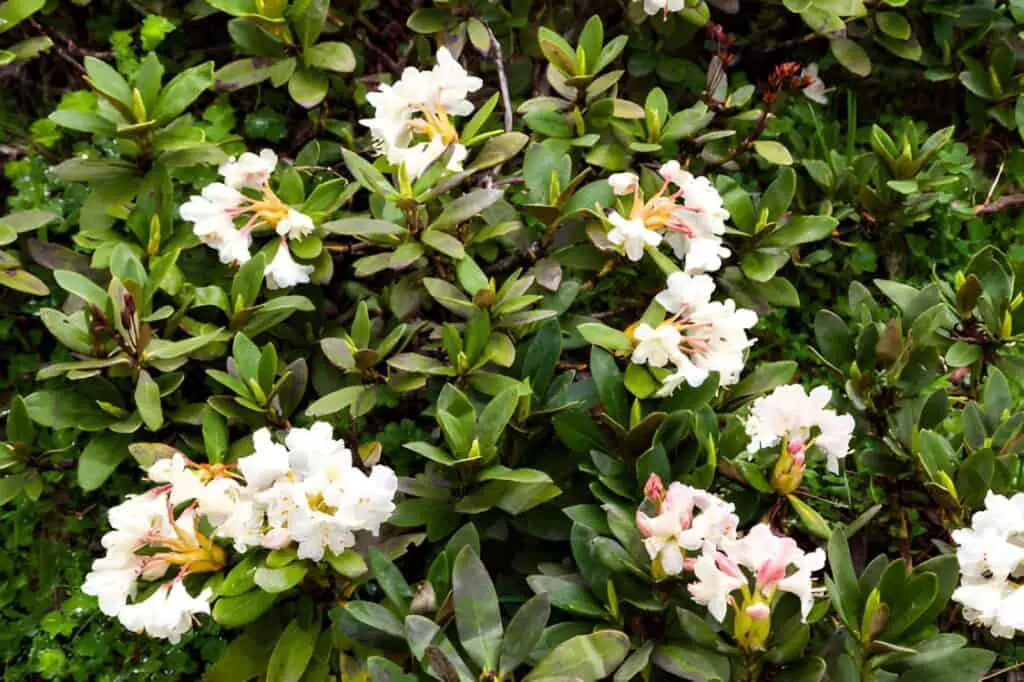 endemic flowers gardenia-tree