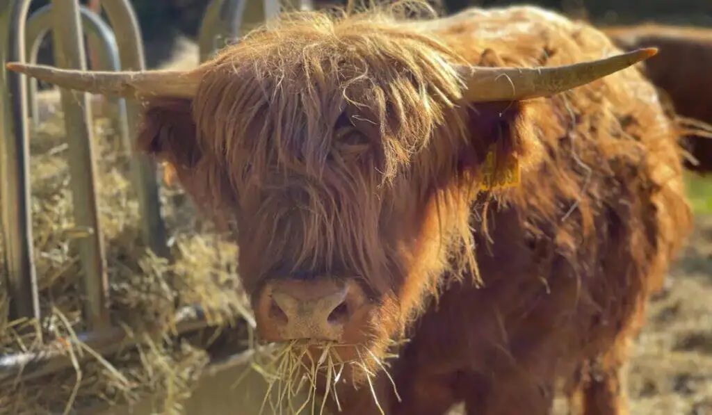 farm cow eating grass