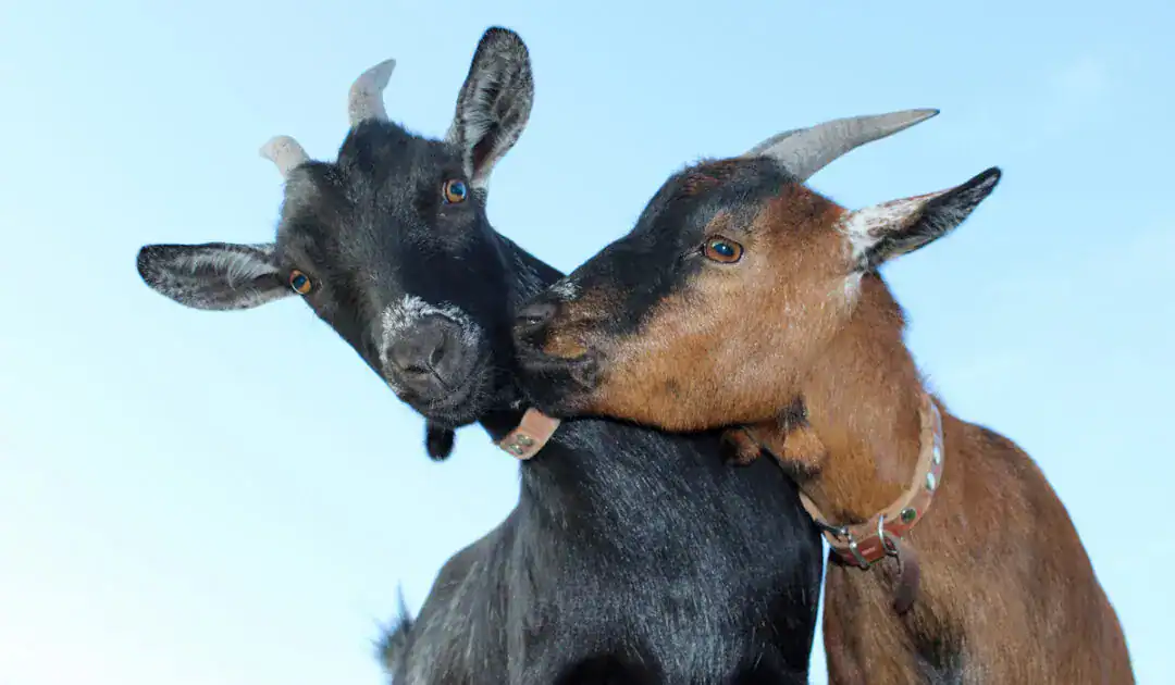 funny goats show affection