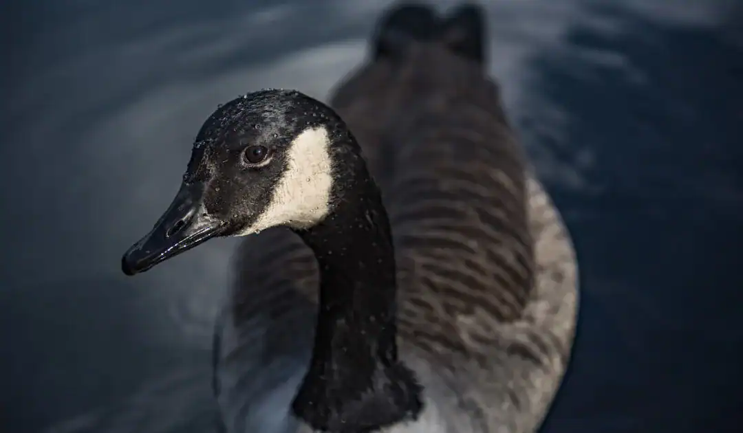 geese looking one sided eye