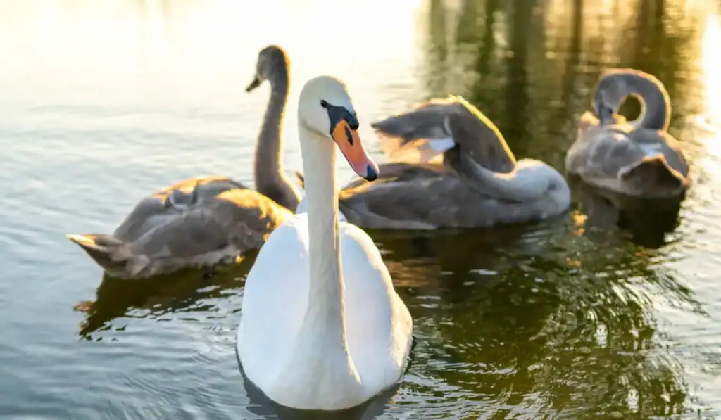 geese on water playing-wet