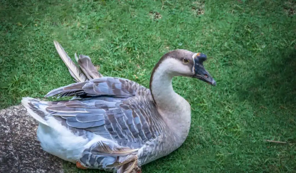 goose sitting on grass