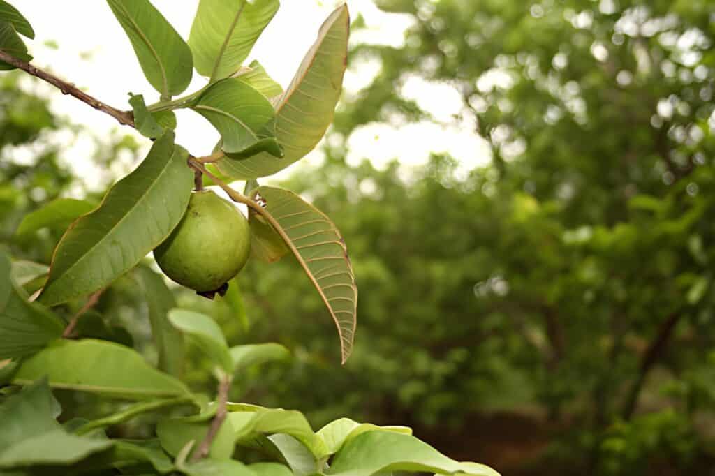 guava tree
