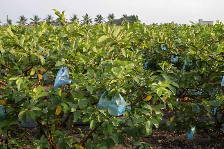 gueva fruit plantation