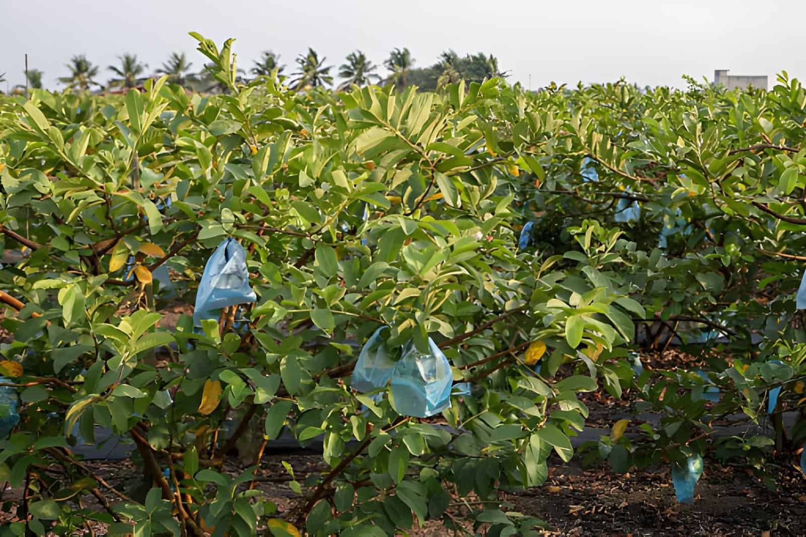 gueva fruit plantation