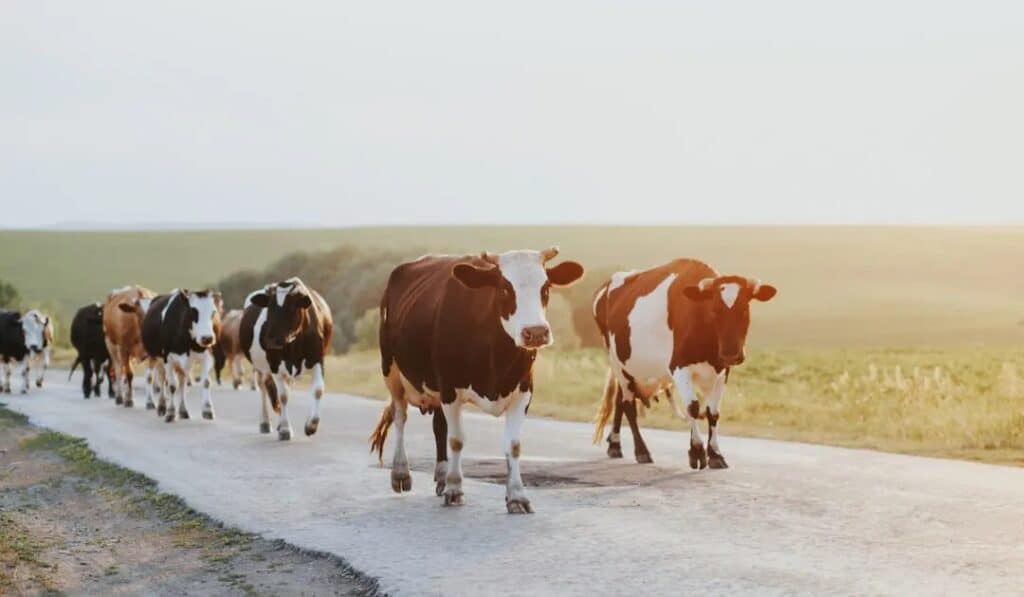 herd of cows