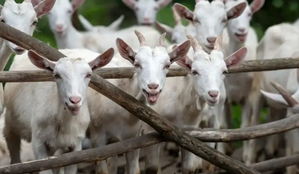 in fence goats on farm