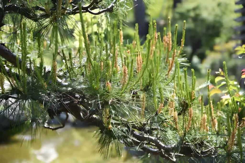 japanese red pine tree and bark