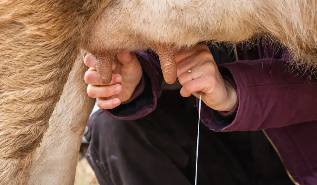 manually milking a cow